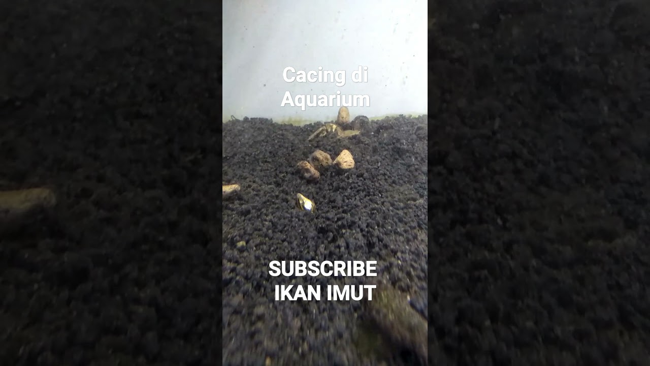 maxresdefault 46