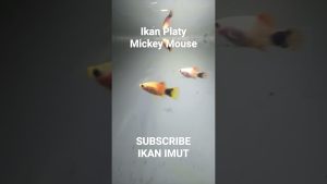 maxresdefault 113