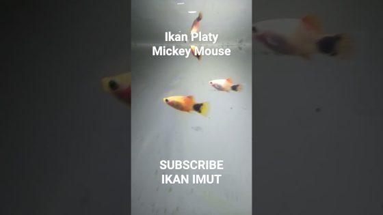 maxresdefault 113