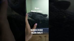 maxresdefault 115