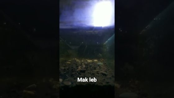 maxresdefault 26