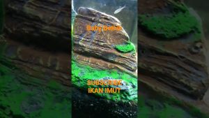 maxresdefault 88